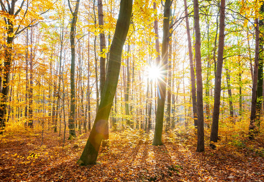 Buchenwald im Herbst mit Sonnenschein