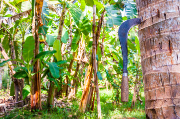Traditional Coconut Knife on the tree in Kerala Backwaters, India