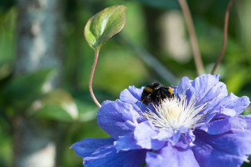 bee on a blue flower
