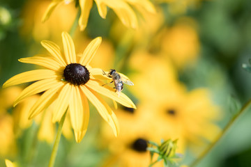 bee on a yellow flower