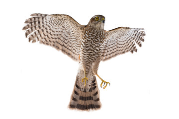 falcon in flight isolated