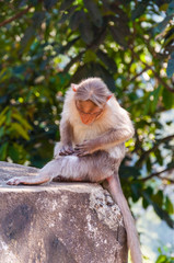 Bonnet Macaque sitting on concrete cube