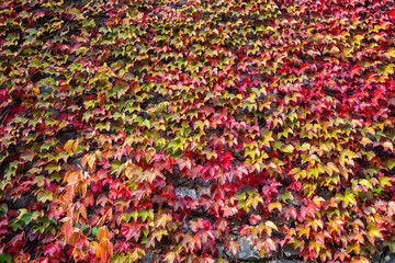 The colors of the ivy foliage in autumn