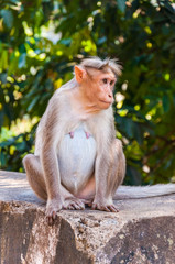 Bonnet Macaque sitting on concrete cube