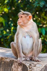 Bonnet Macaque sitting on concrete cube