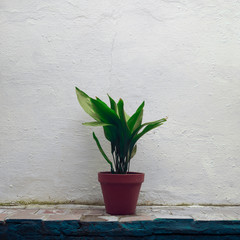 Imagen minimalista de planta verde en una maceta roja sobre una pared blanca en un típico patio andaluz, España.