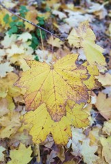 autumn maple leaves