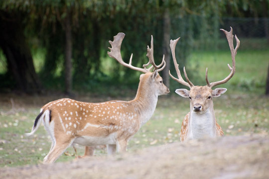 Deers in nature © Julija
