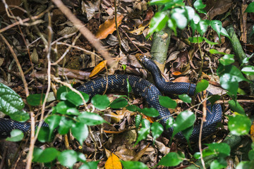 Obraz premium serpente