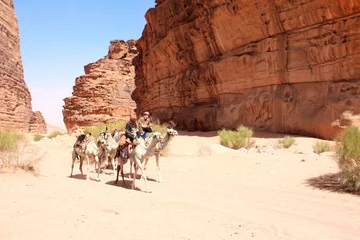 Papier Peint photo Chameau Caravan of camels in Wadi Rum desert, Jordan