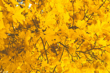 Autumn yellow leaves as a background