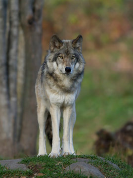 A lone Timber wolf or Grey Wolf (Canis lupus) standing on a rocky cliff in autumn in Canada