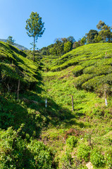 Naklejka premium Tea plantations in Munnar mountains