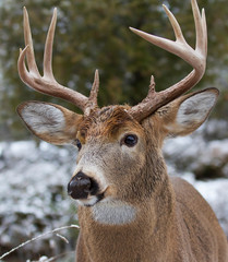Obraz premium White-tailed deer buck walking through the meadow during the autumn rut in Canada