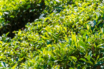 Tea plantations in Munnar mountains