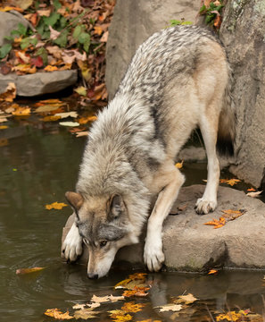 A lone Timber wolf or Grey Wolf (Canis lupus) drinking water from a pons on an autumn day in Canada