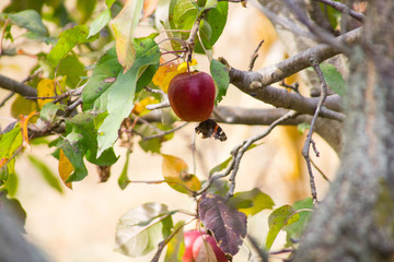 red apple with butterfly