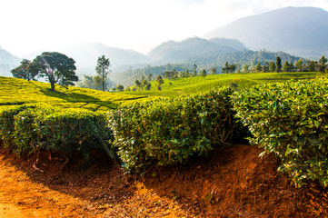 Tea plantations in Munnar mountains