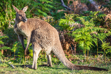 Eastern grey kangaroo (Macropus giganteus) spotted late afternoon on the track to Cotters beach in Wilson's Promontory national park, Victoria, Australia © Michael Evans