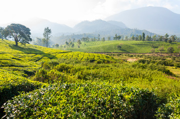 Fototapeta na wymiar Tea plantations in Munnar mountains