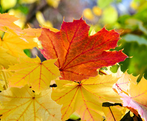 Naklejka na ściany i meble Baumschönheiten, Indian Summer, Schönheit des Herbstes in Wald und Park, Spätsommer, wundervolle Farben, weiches, stimmungsvolles Licht :)
