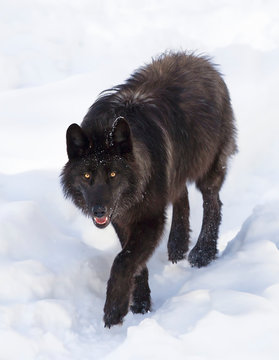 Fototapeta A lone Black wolf (Canis lupus) isolated on white background walking in the winter snow in Canada