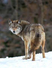 A lone coyote (Canis latrans) walking and hunting in the winter snow in Canada © Jim Cumming