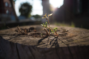 A close-up soft focus view of a tiny sprout growing in the center of an old, massive, dry tree...