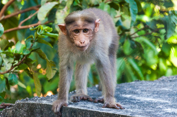 Bonnet Macaque monkey sitting on the roof
