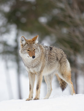 A lone coyote (Canis latrans) walking and hunting in the winter snow in Canada