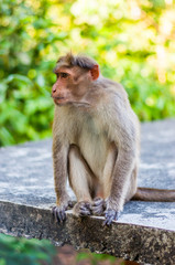 Bonnet Macaque monkey sitting on the roof