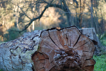TRONCO DE UN ÁRBOL CORTADO O TALADO