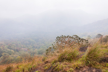 Fototapeta premium Foggy sunrise in Periyar National Park, Thekkady, Kerala, India.