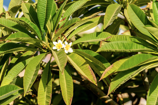 Plumeria Tree with White and Yellow Frangipani Flowers