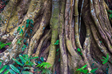 Indian Banyan tree roots