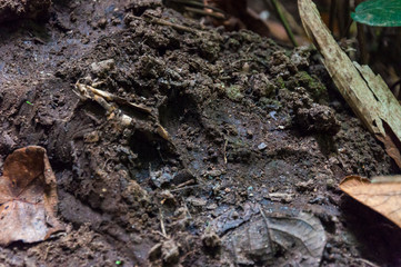 Tiger paw print on the ground in Periyar Jungle