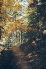 Fototapeta na wymiar footpath in beautiful mountain forest in Carpathians, Ukraine