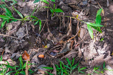 Elephant trail on the ground in Periyar National Park Forest