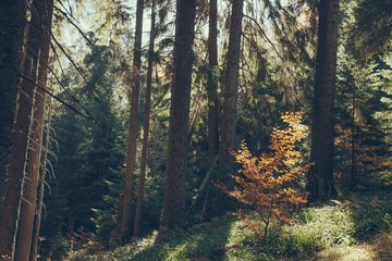 scenic view of beautiful green forest in Carpathians, Ukraine