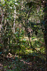 Obraz premium Elephant going away in Periyar National Park Forest