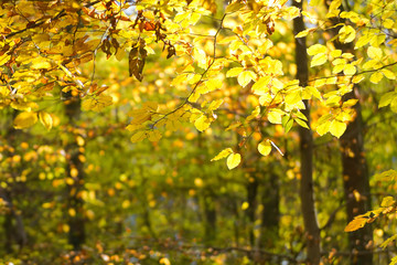 Leuchtend gelbes Herbstlaub im Wald