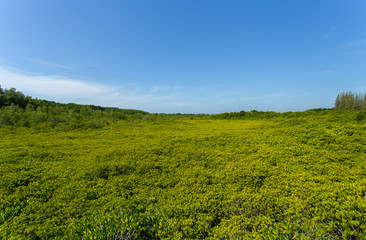 Green field with blue sky