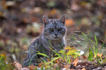 Obraz premium Gray cat sitting in the forest. Fallen leaves in autumn.