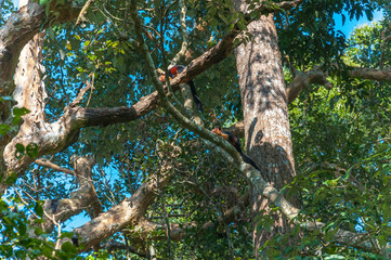 Indian Malabar giant squirrels, on the tree in Periyar Forest