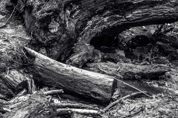 broken tree in forest