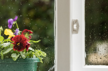Closed window with raindrops on a glass. Beautiful colorful violets grow in a green pot on a windowsill from outside. Concept: rain & home.