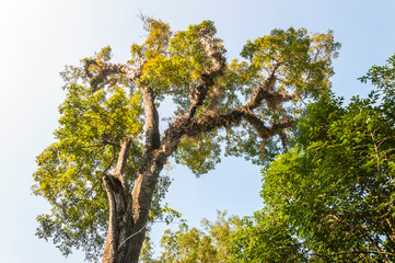 Parasitic vegetation growing on the tree