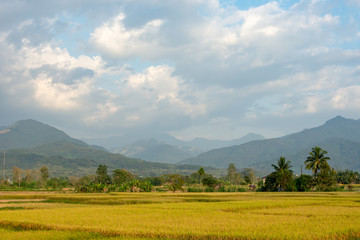 Paddy fields in the countryside background mountains and trees.