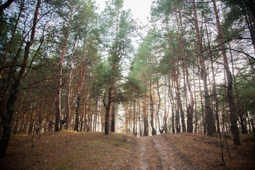 road in forest