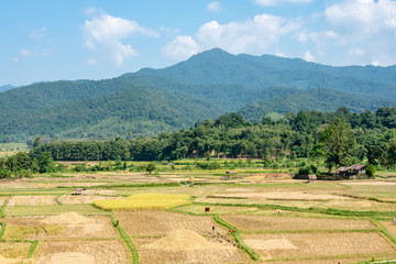 Fototapeta na wymiar Paddy fields in the countryside background mountains and trees.